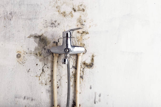 Best HVAC Mold Remediation in Olympia, WA