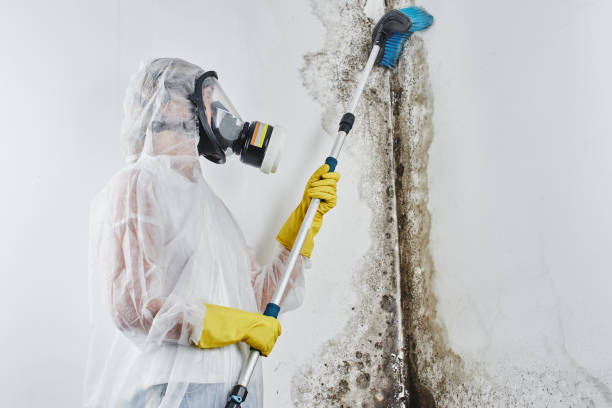 Best Industrial Mold Remediation in Olympia, WA