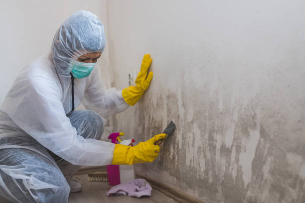  Olympia, WA Mold Removal Pros