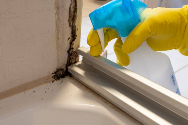 Best Attic Mold Remediation in Olympia, WA