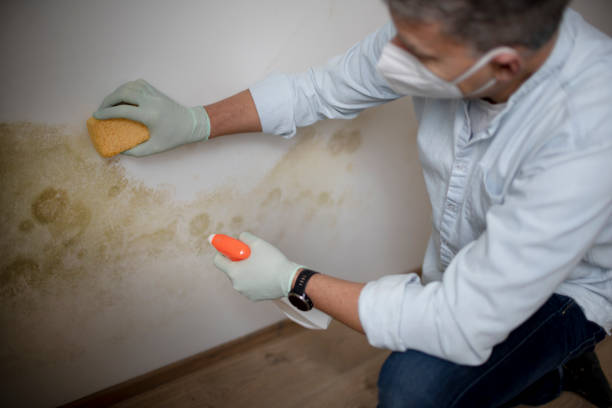 Best Localized Mold Remediation (e.g., coastal areas, humid climates) in Olympia, WA