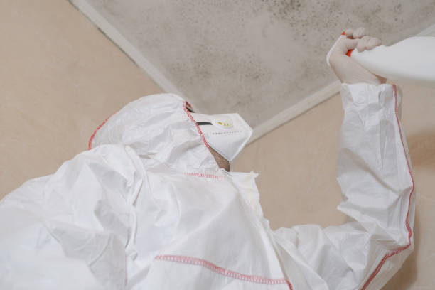 Best Commercial Mold Remediation in Olympia, WA