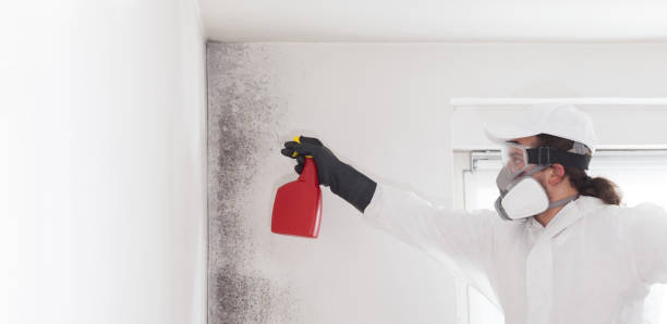 Best Black Mold Remediation in Olympia, WA