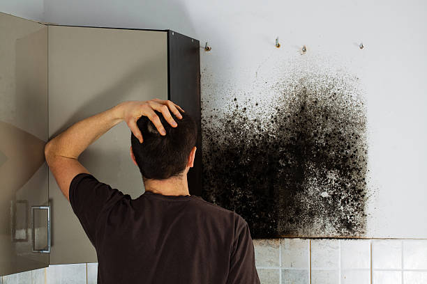 Best Bathroom Mold Remediation in Olympia, WA