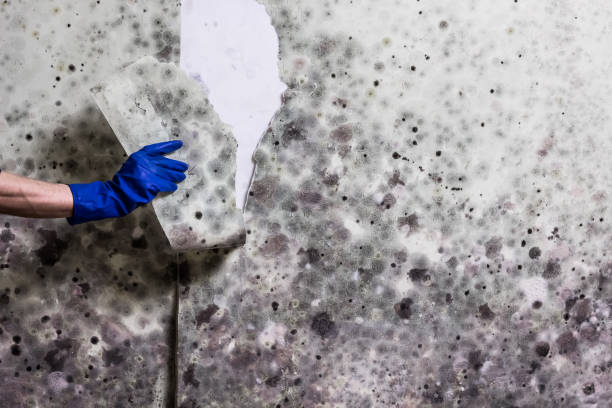 Best Post-Flood Mold Remediation in Olympia, WA